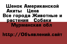 Шенок Американской Акиты › Цена ­ 35 000 - Все города Животные и растения » Собаки   . Мурманская обл.